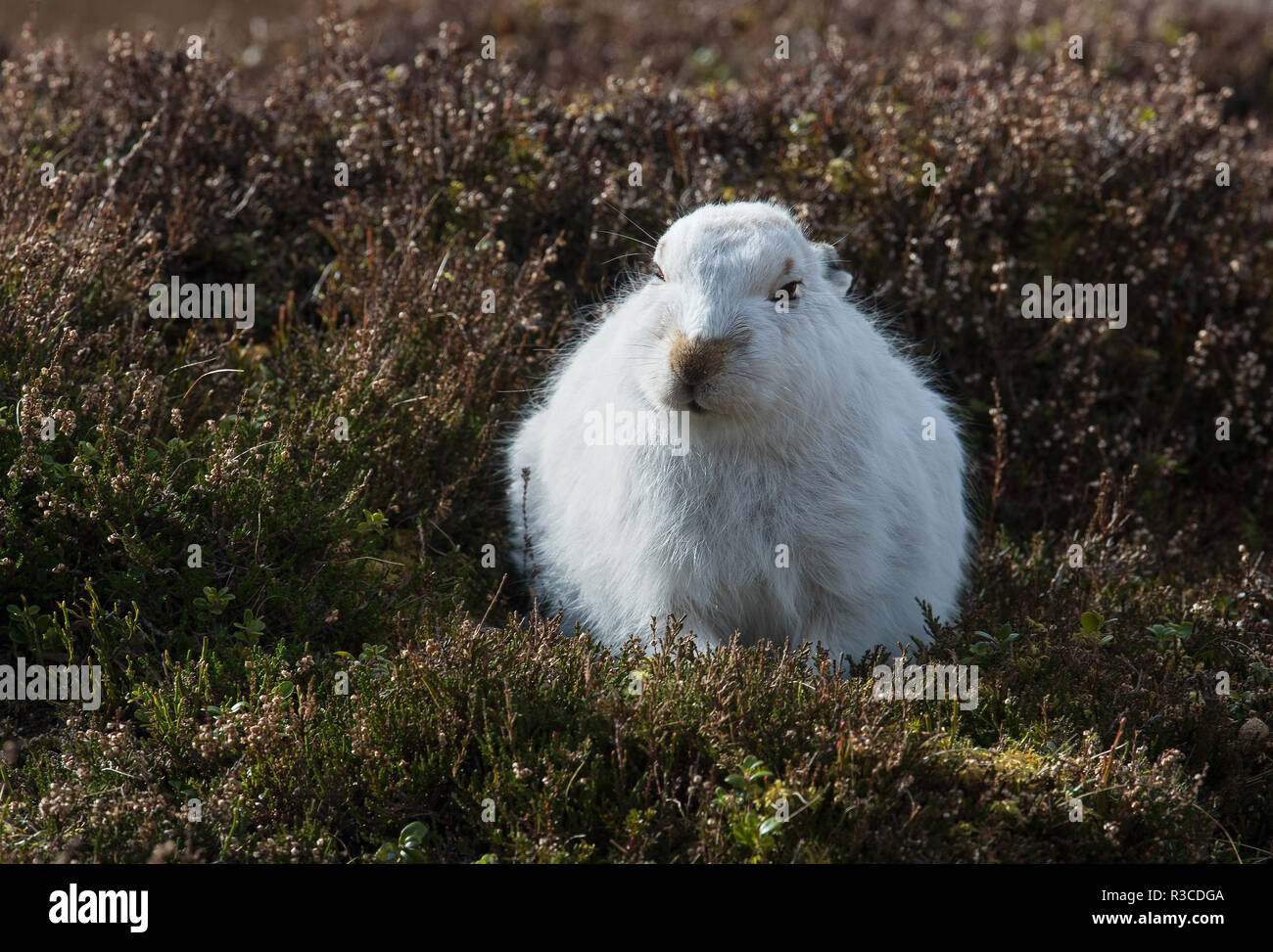 La Lepre Bianca, Strathdearn, Highlands scozzesi, Scozia Foto Stock