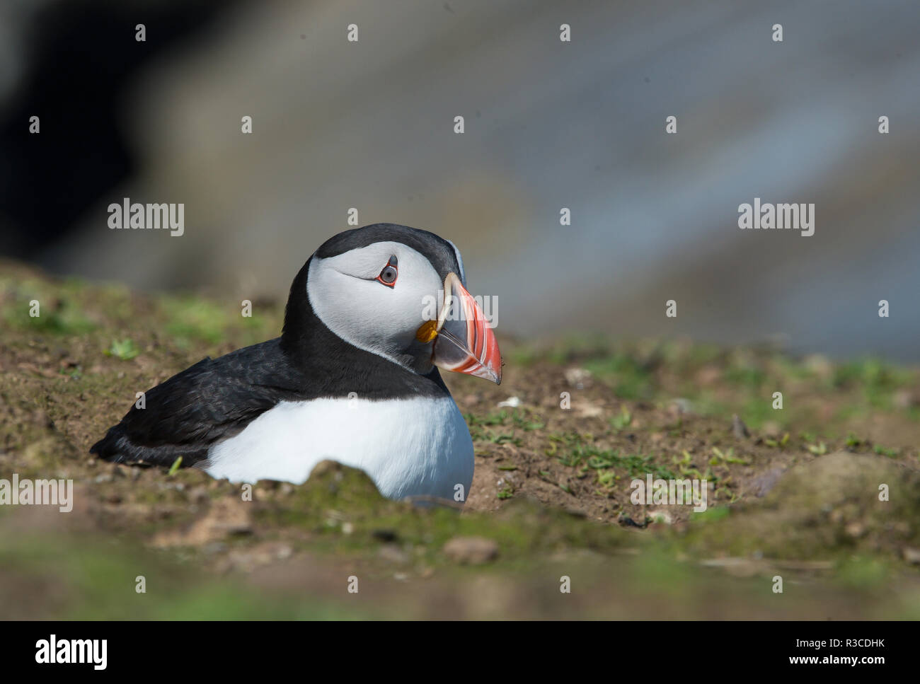 Puffini, Isola Skomer Foto Stock