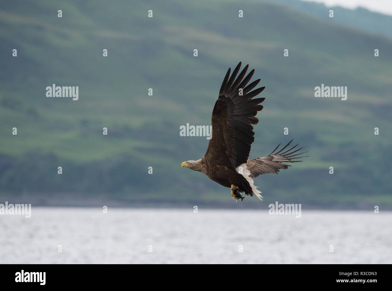 White Tailed Eagle, Isle of Mull Foto Stock