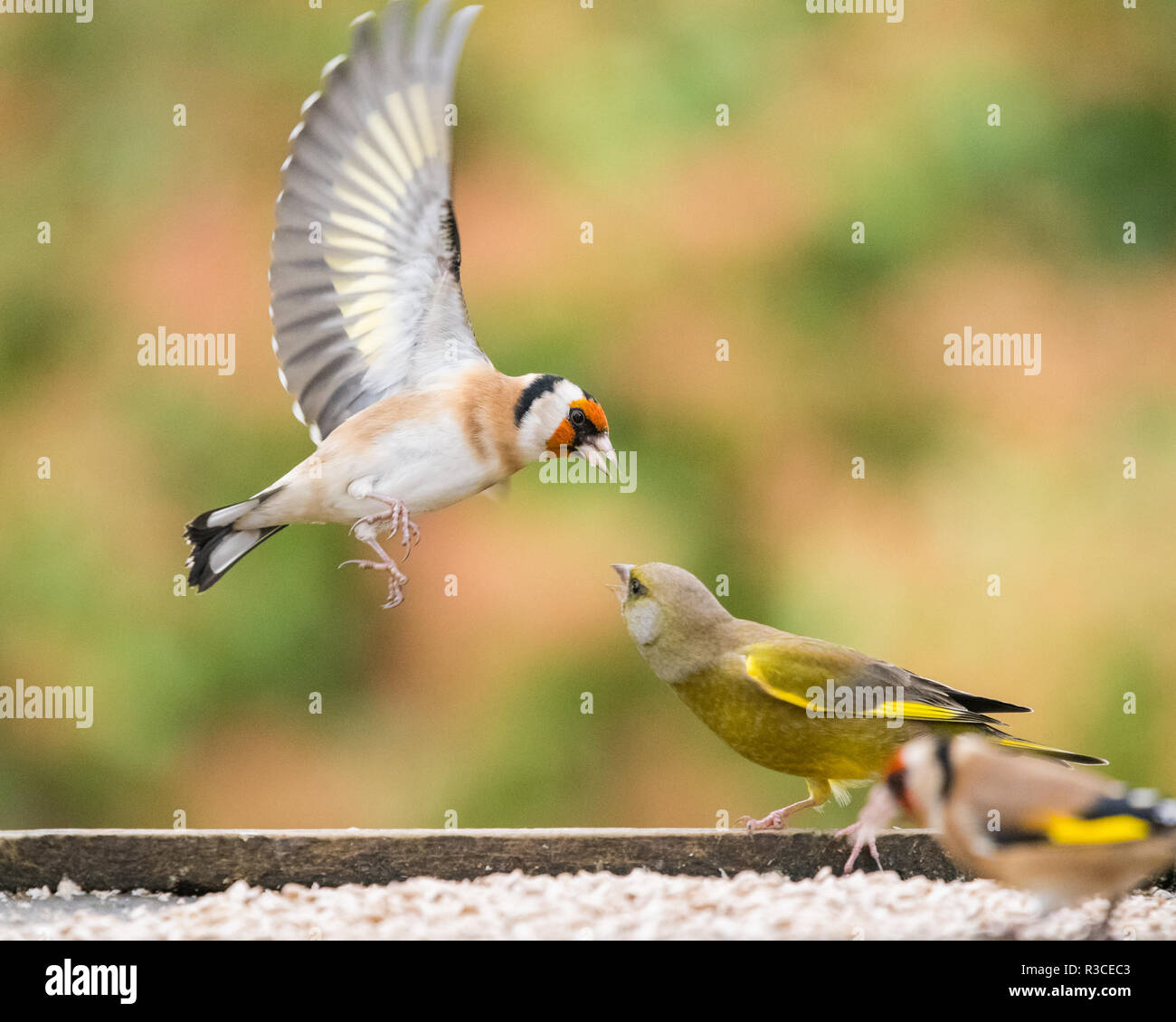 Cardellino (Carduelis Carduelis) litigando con un verdone (Carduelis chloris) a un uccello tabella Foto Stock