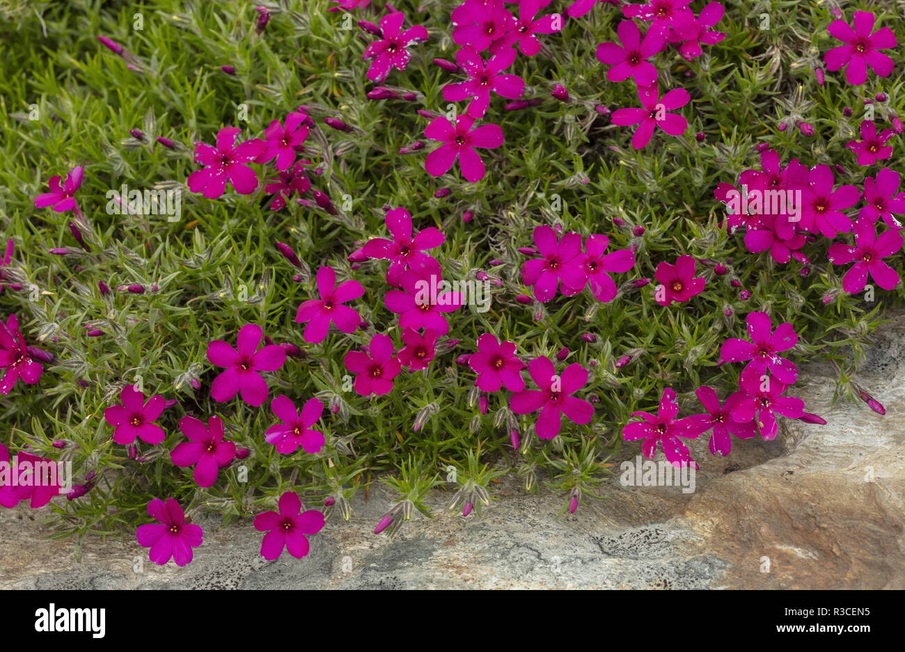 Phlox hybrid 'Crackerjack' nella coltivazione. Foto Stock
