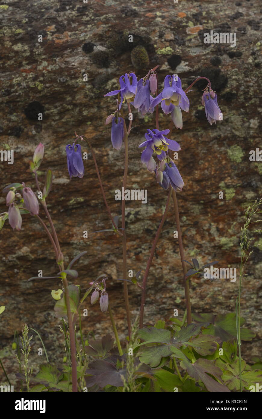 Siberiano, Columbine Aquilegia sibirica in fiore. Dalla Siberia e nord-est asiatico. Foto Stock