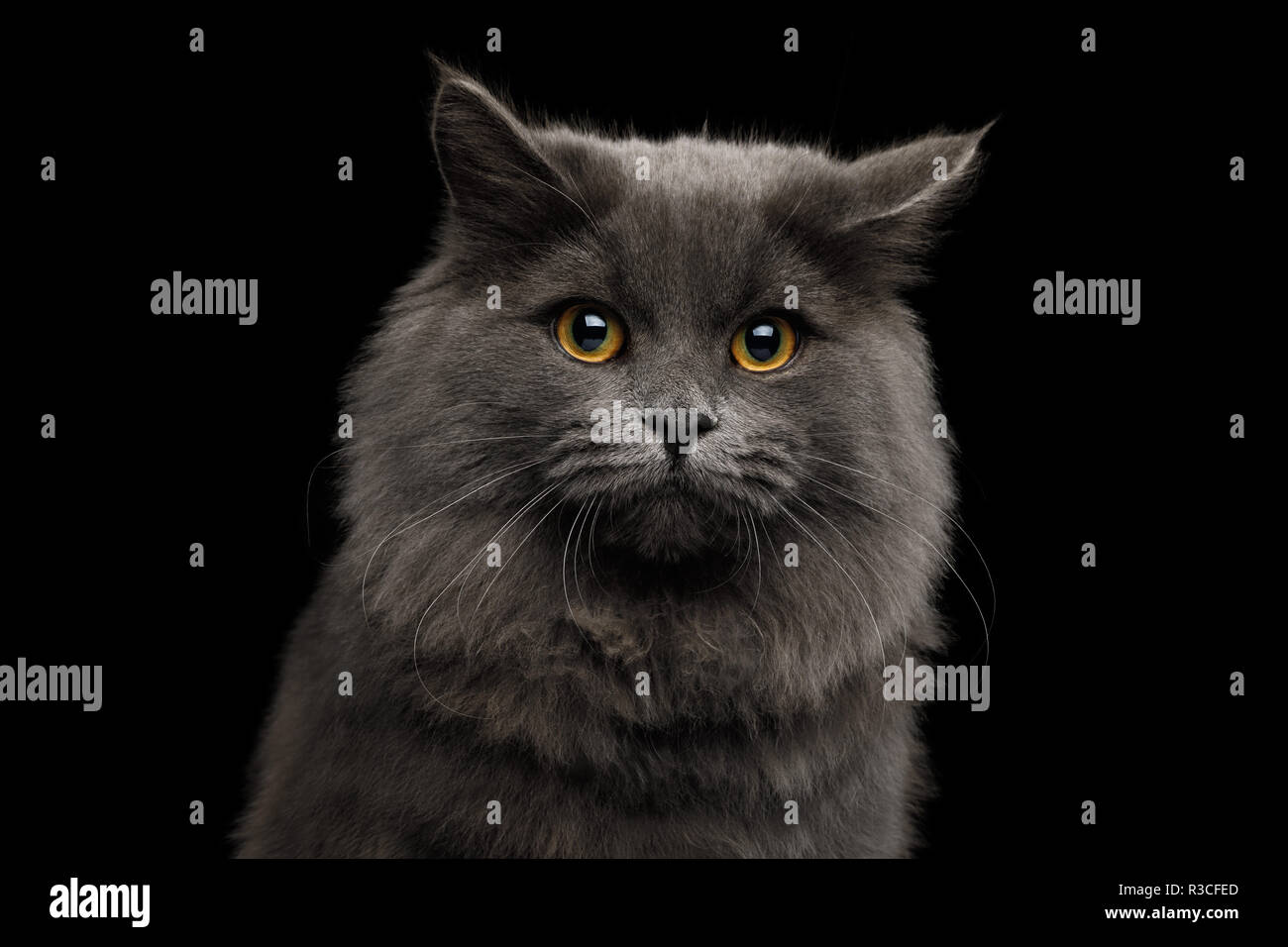 Ritratto di paura gatto grigio con occhi tristi isolato su sfondo nero Foto Stock