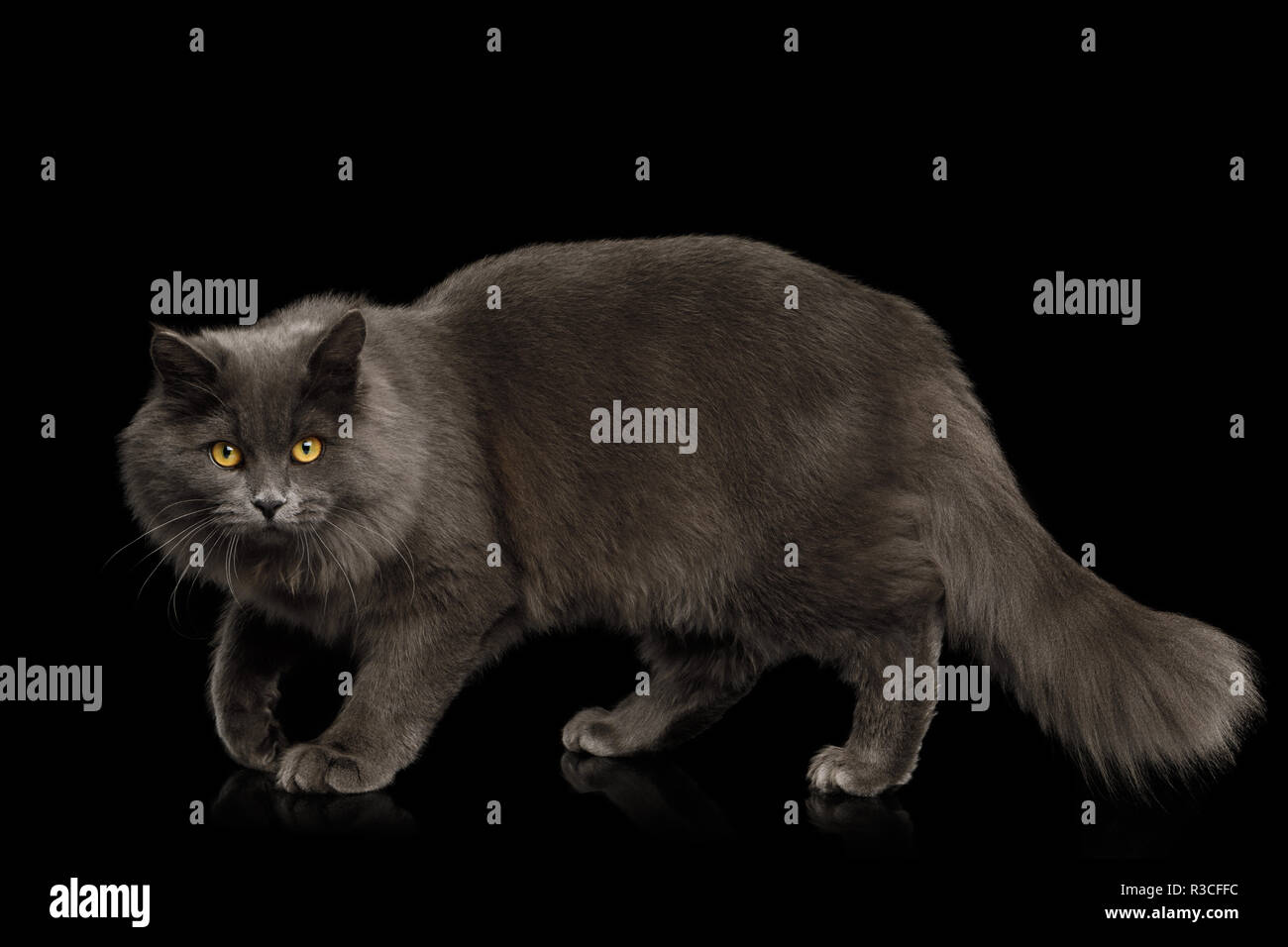 Gatto grigio e stare accovacciato isolato su sfondo nero, vista laterale Foto Stock