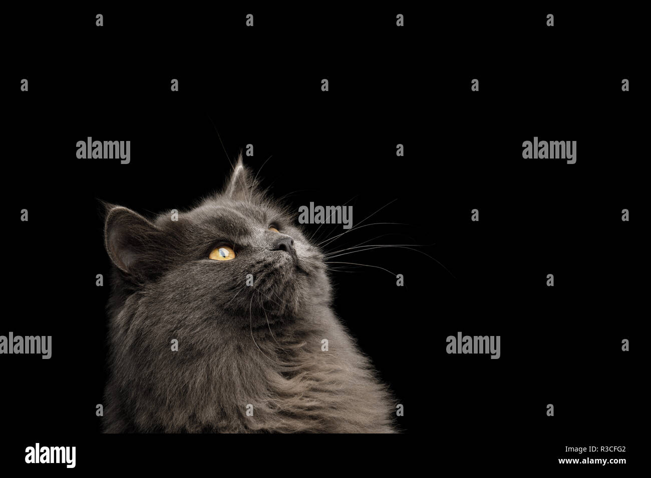 Ritratto di gatto grigio stare fino sulla isolato su sfondo nero Foto Stock