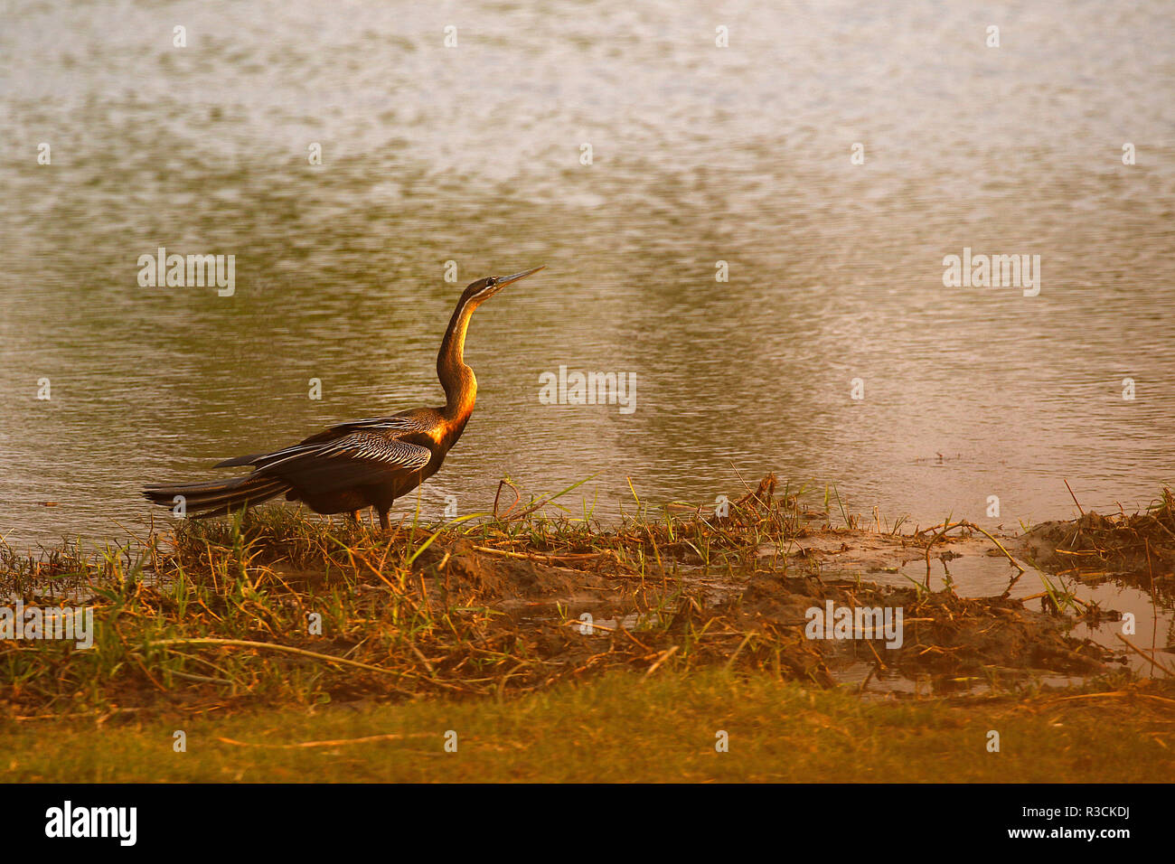 African Darter essiccando Foto Stock