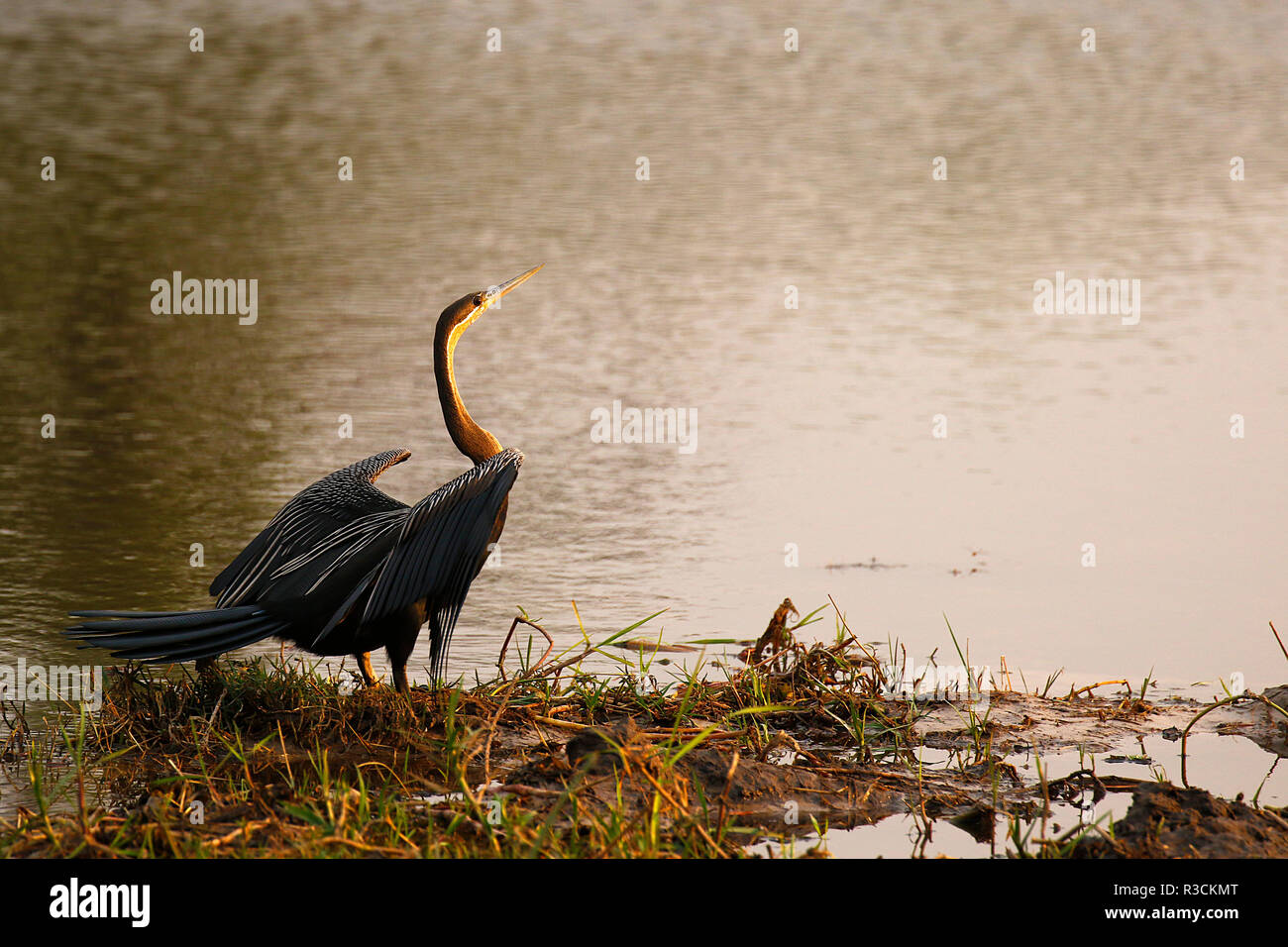 African Darter essiccando Foto Stock