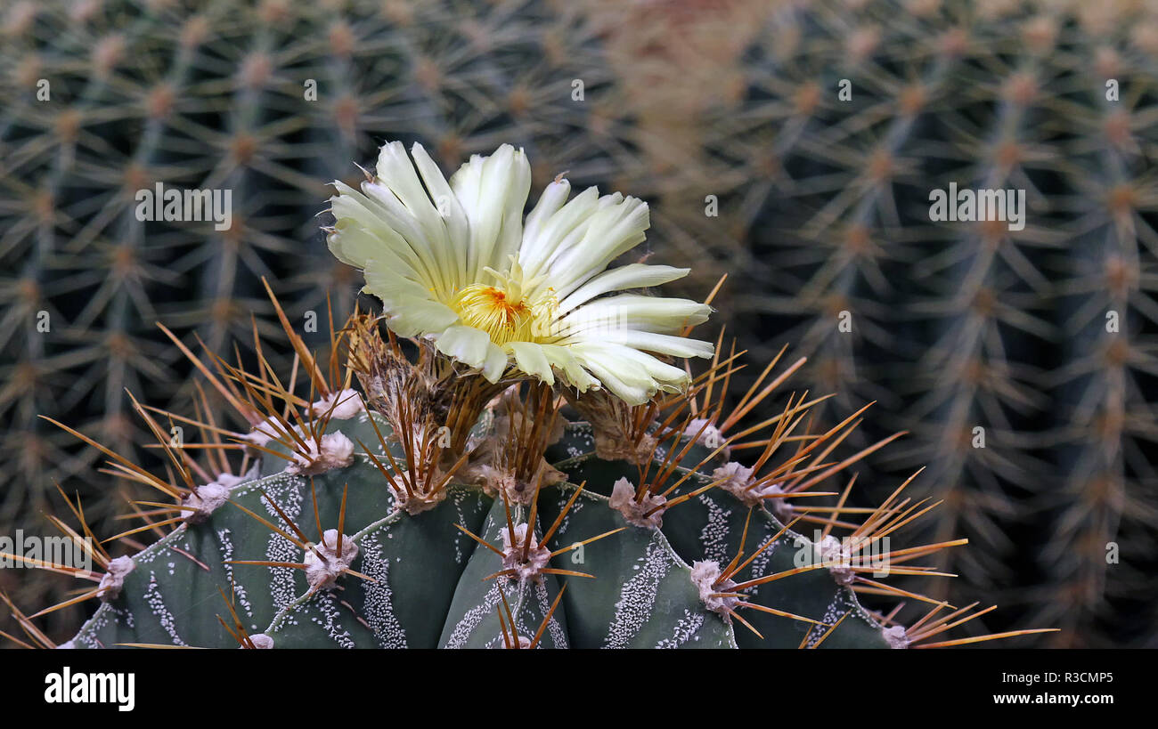 fiore di cactus Foto Stock