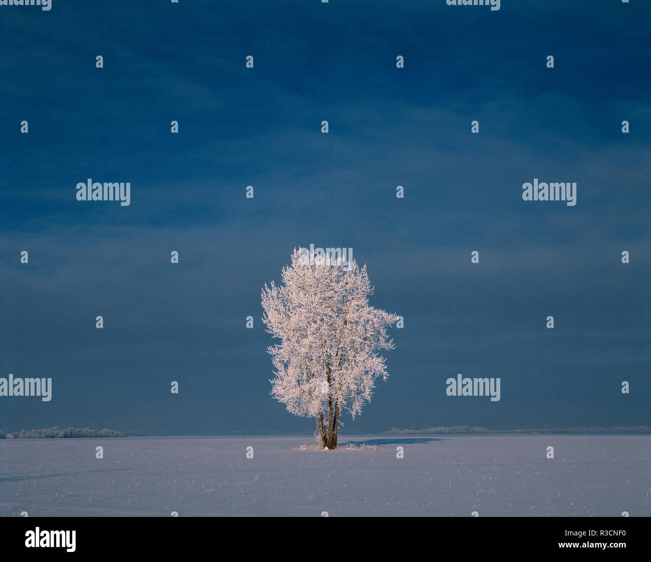 Canada, Manitoba, Dugald. Brina sui pioppi neri americani di albero in coperta di neve campo. Foto Stock