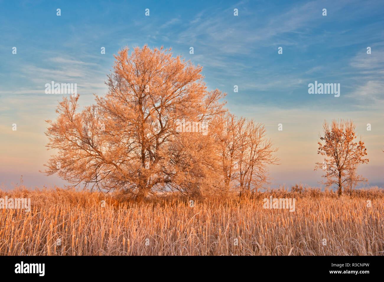 Canada, Manitoba, Lorette. Alberi e campo erboso in inverno. Foto Stock