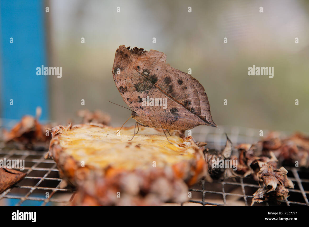 Kallima inachus, l'arancione, oakleaf oakleaf indiano o foglia morta, è una farfalla nymphalid trovati in Asia tropicale dall India per il Giappone. Foto Stock