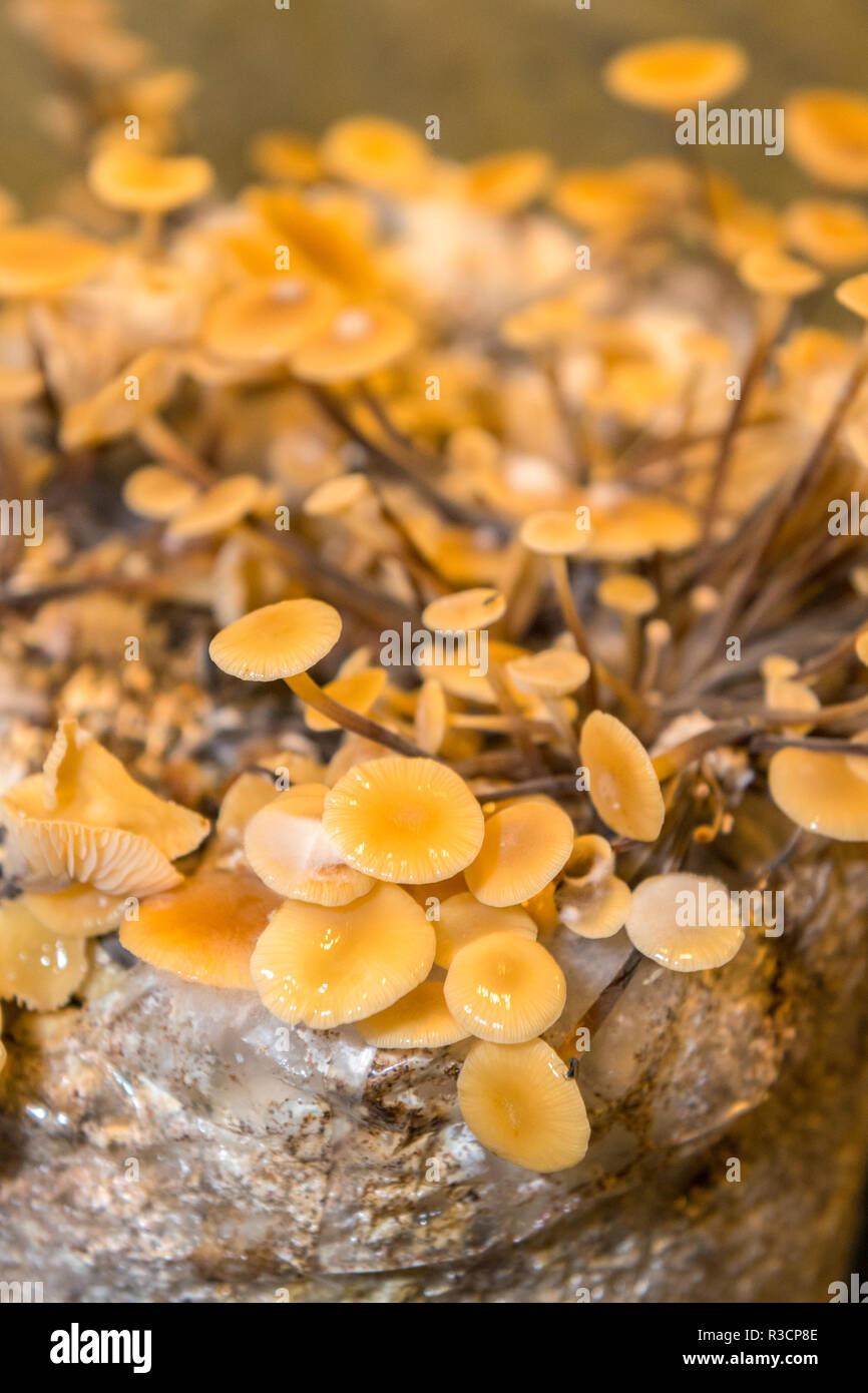 Funghi, Museo dei funghi, Saumur, Valle della Loira, Francia Foto Stock