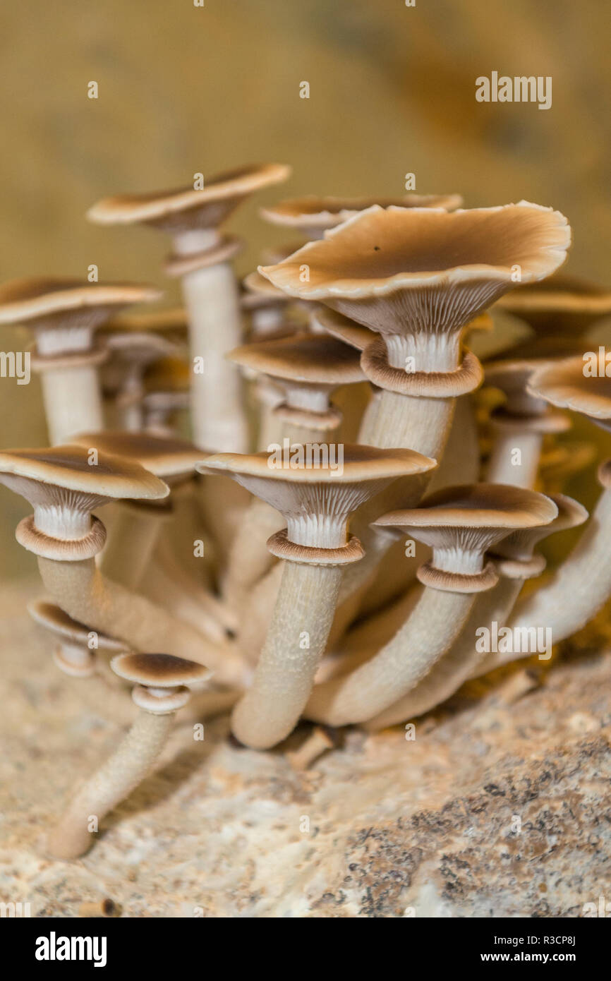 Funghi, Museo dei funghi, Saumur, Valle della Loira, Francia Foto Stock