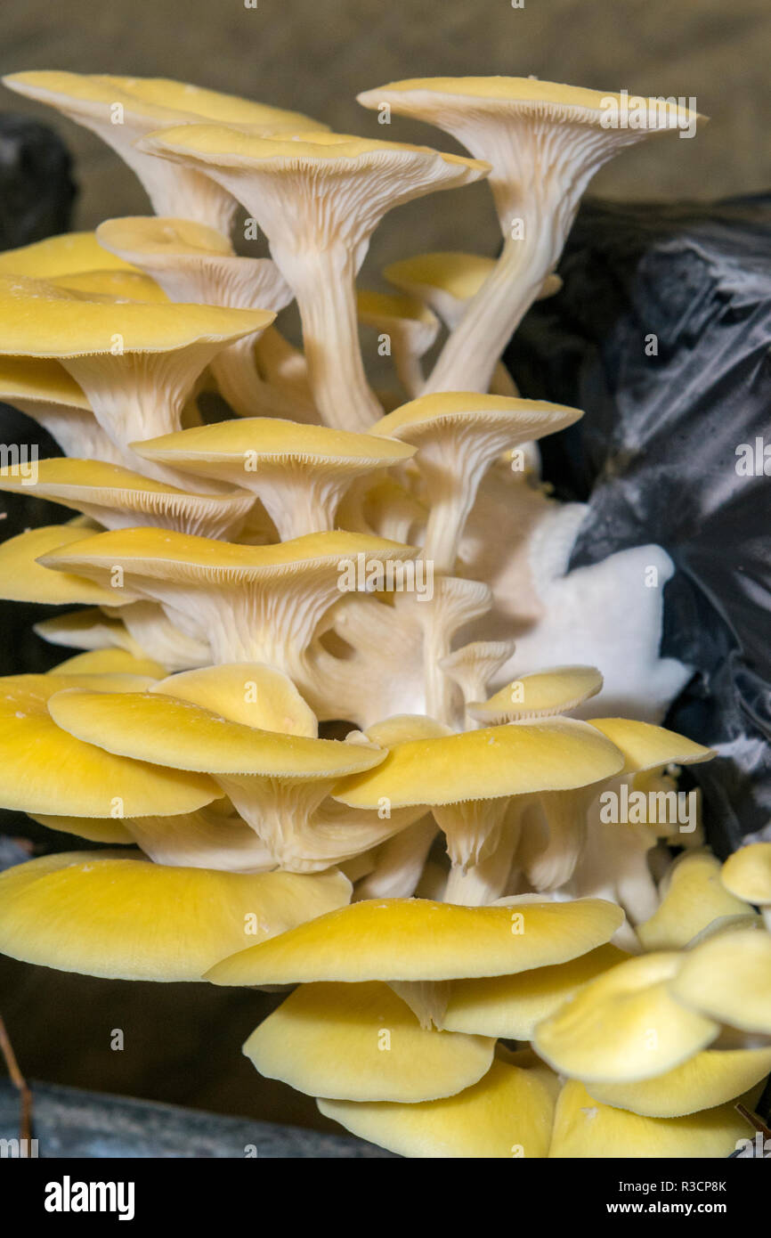 Funghi, Museo dei funghi, Saumur, Valle della Loira, Francia Foto Stock