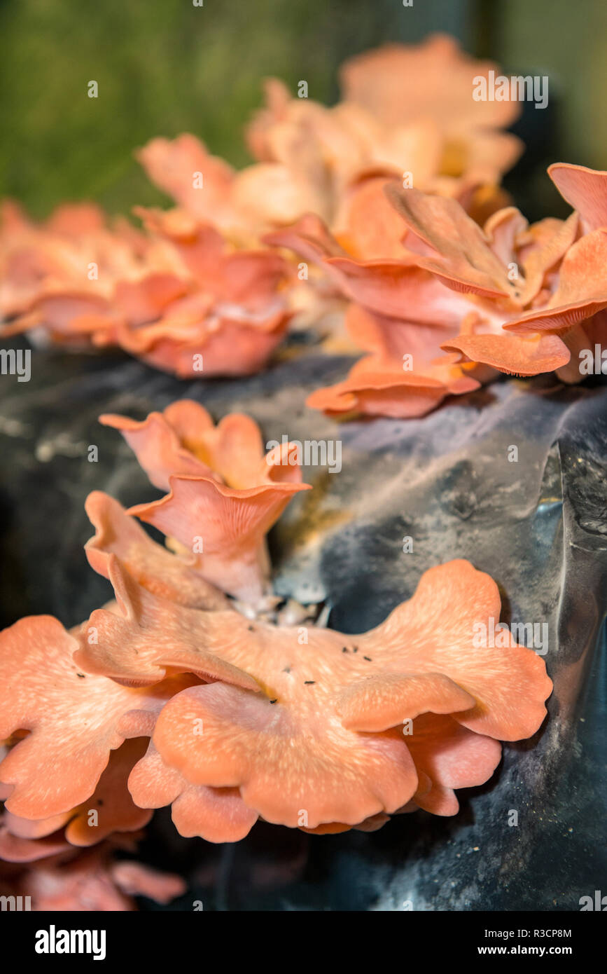 Funghi, Museo dei funghi, Saumur, Valle della Loira, Francia Foto Stock