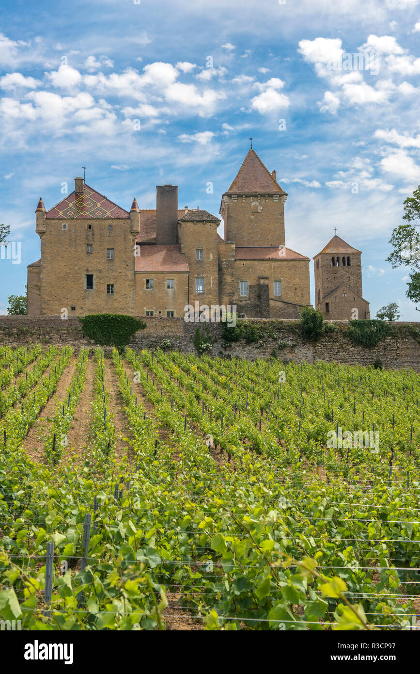 Vigneto, Chateau de, Pierreclos Pierreclos, Maconnaise, Borgogna, Francia Foto Stock
