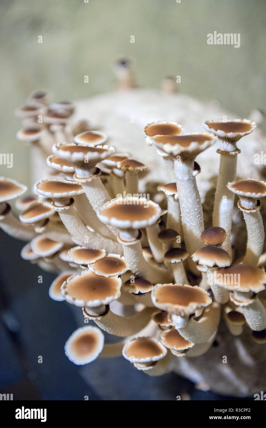 Funghi, Museo dei funghi, Saumur, Valle della Loira, Francia Foto Stock