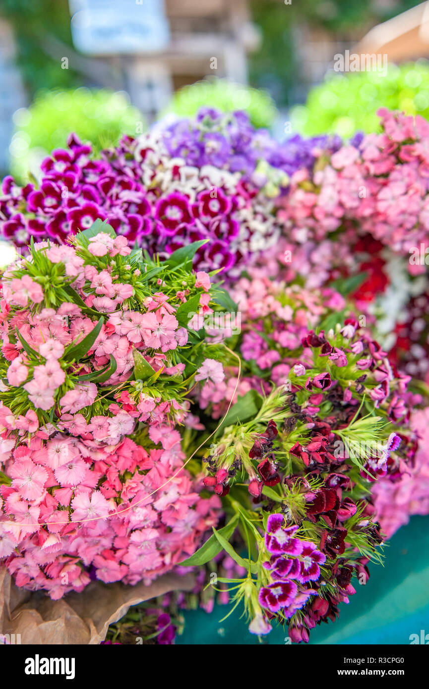 Dolce William fiori per la vendita, sul mercato all'aperto, Honfleur, Normandia, Francia Foto Stock