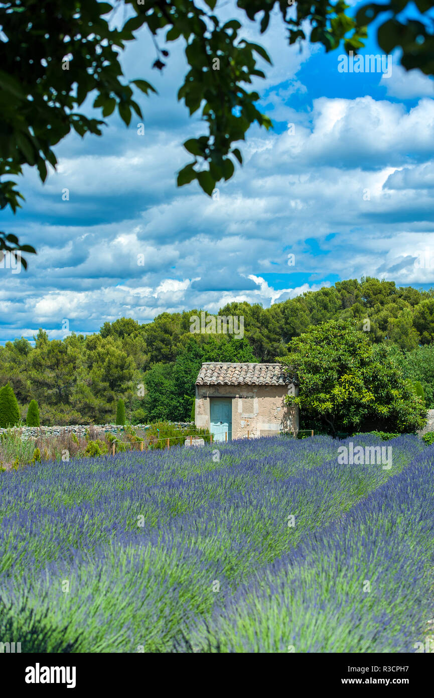 Campo di lavanda, San Paolo de Mausole, San Remo, Provence, Francia Foto Stock