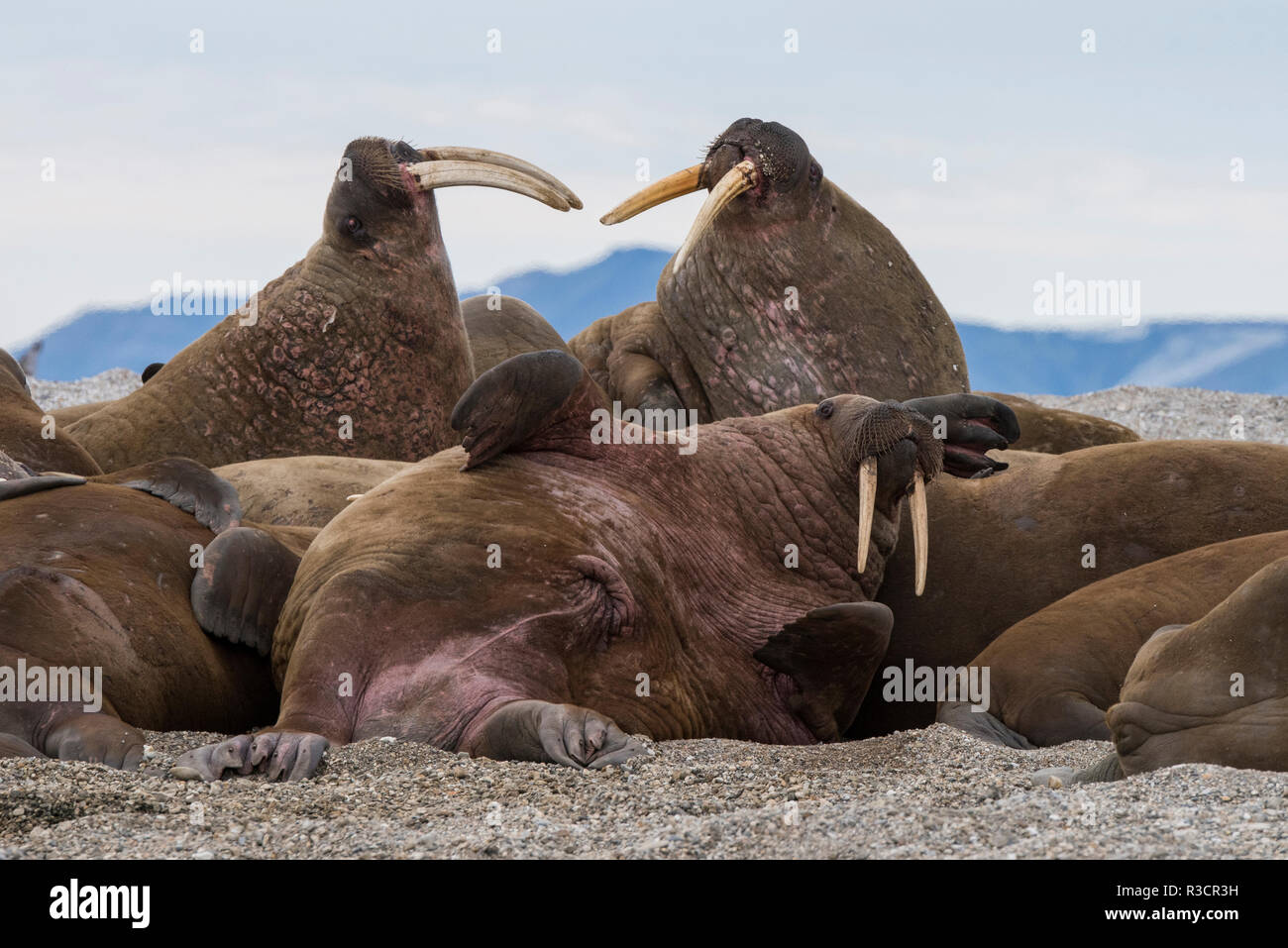 Norvegia Isole Svalbard, Nordaustlandet-Svalbard Riserva Naturale, Torrellneset. Atlantico maschio tricheco (Odobenus rosmarus rosmarus) Foto Stock