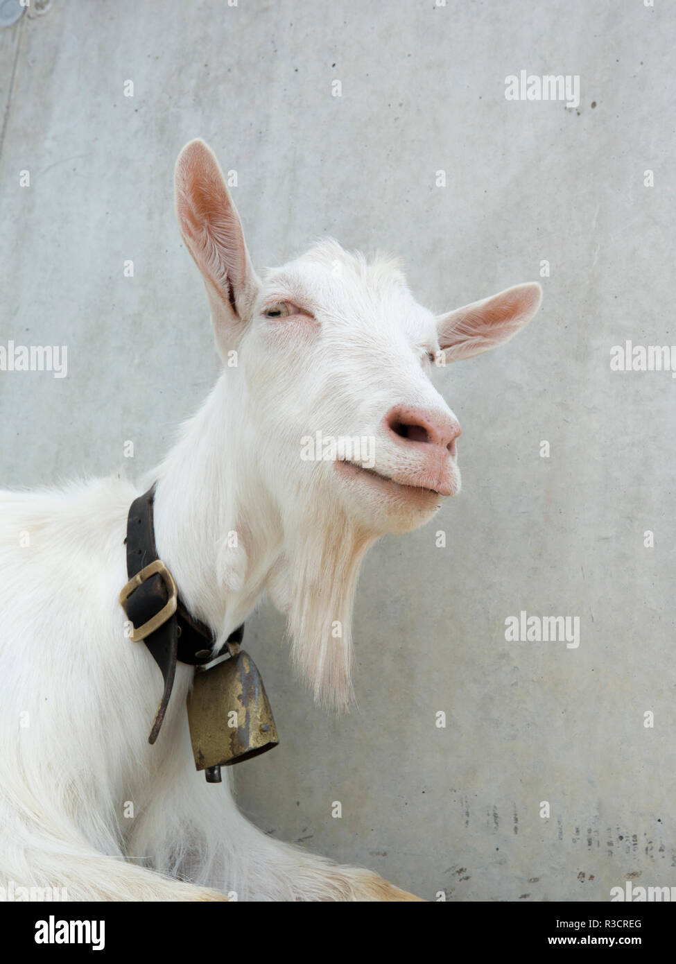 Caseificio bianco obiettivo con la mucca svizzera bell Foto Stock