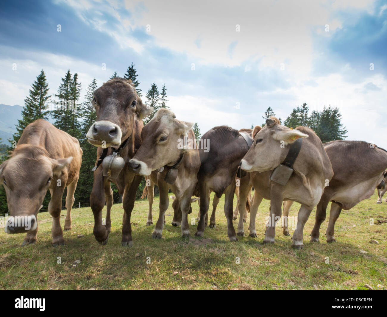 Rambunctious le mucche svizzere con campane delle mucche Foto Stock