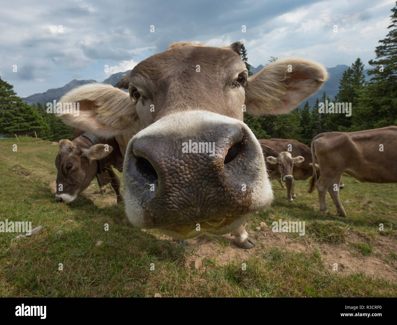 Close-up di Swiss vacche da latte grande naso Foto Stock