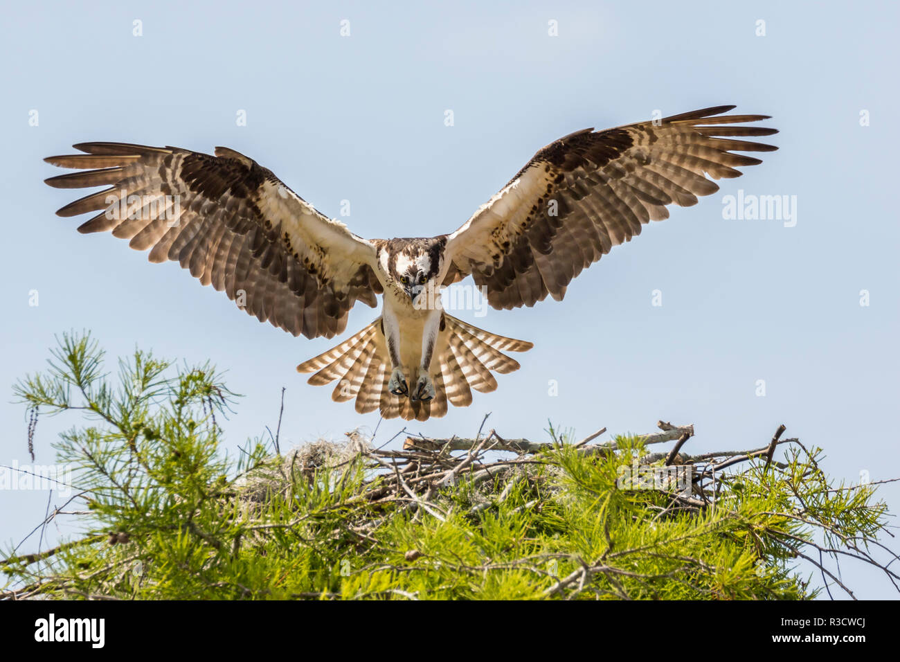 Stati Uniti d'America, Louisiana, Atchafalaya patrimonio nazionale di zona. Osprey atterraggio sul nido. Foto Stock