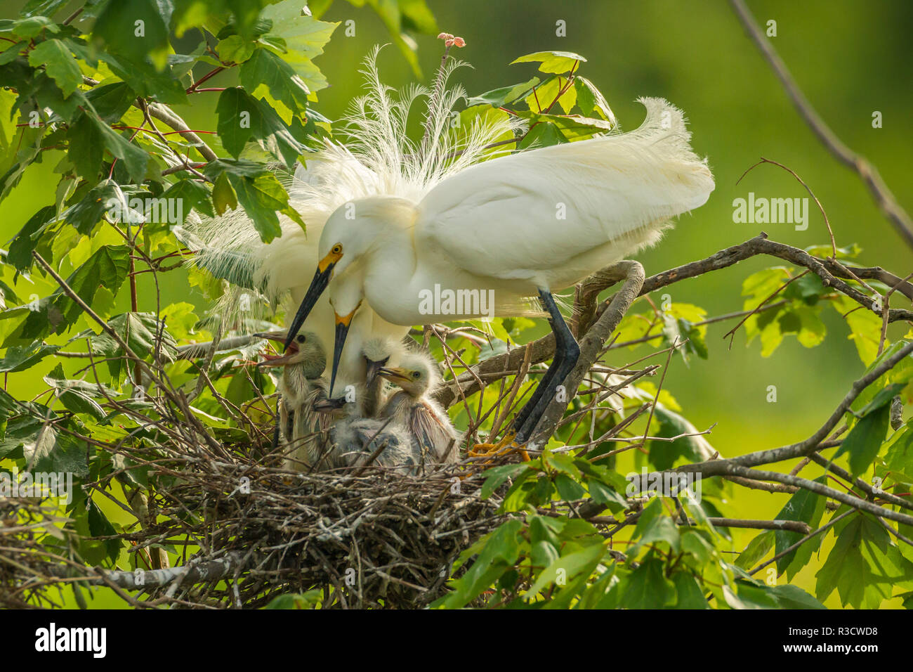Stati Uniti d'America, Louisiana, Jefferson isola. Snowy garzetta coppia a nido con pulcini. Foto Stock