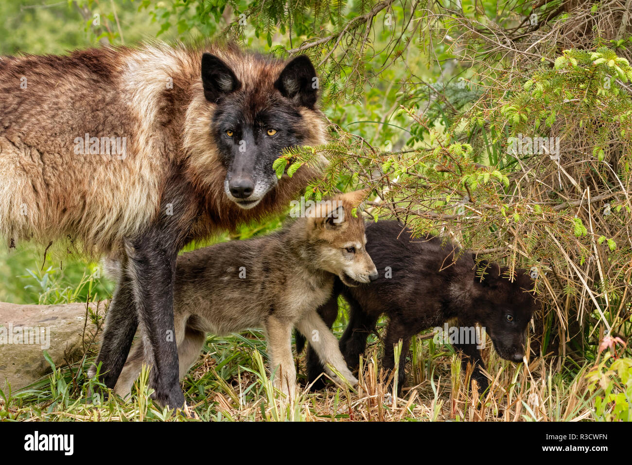 Adulto lupo grigio con i cuccioli di wrestling, Canis lupus lycaon Foto Stock