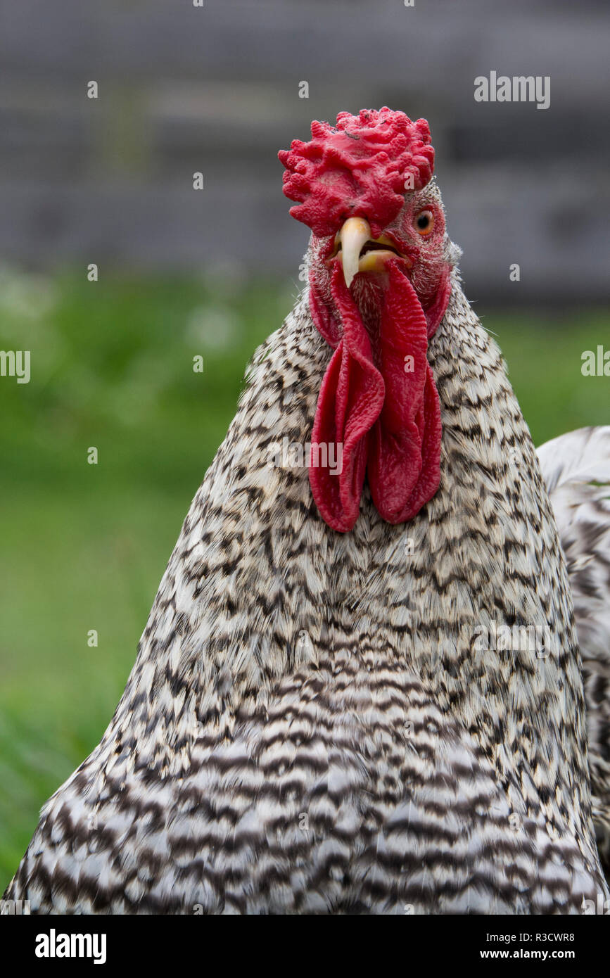 New York. In bianco e nero la Rooster. Foto Stock