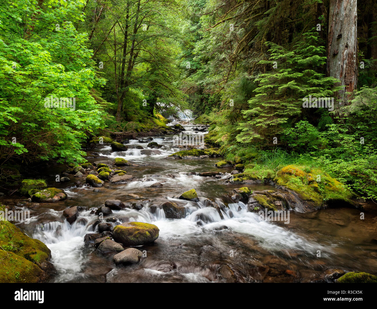 Stati Uniti d'America, Oregon, Siuslaw National Forest. Sweet Creek Foto Stock