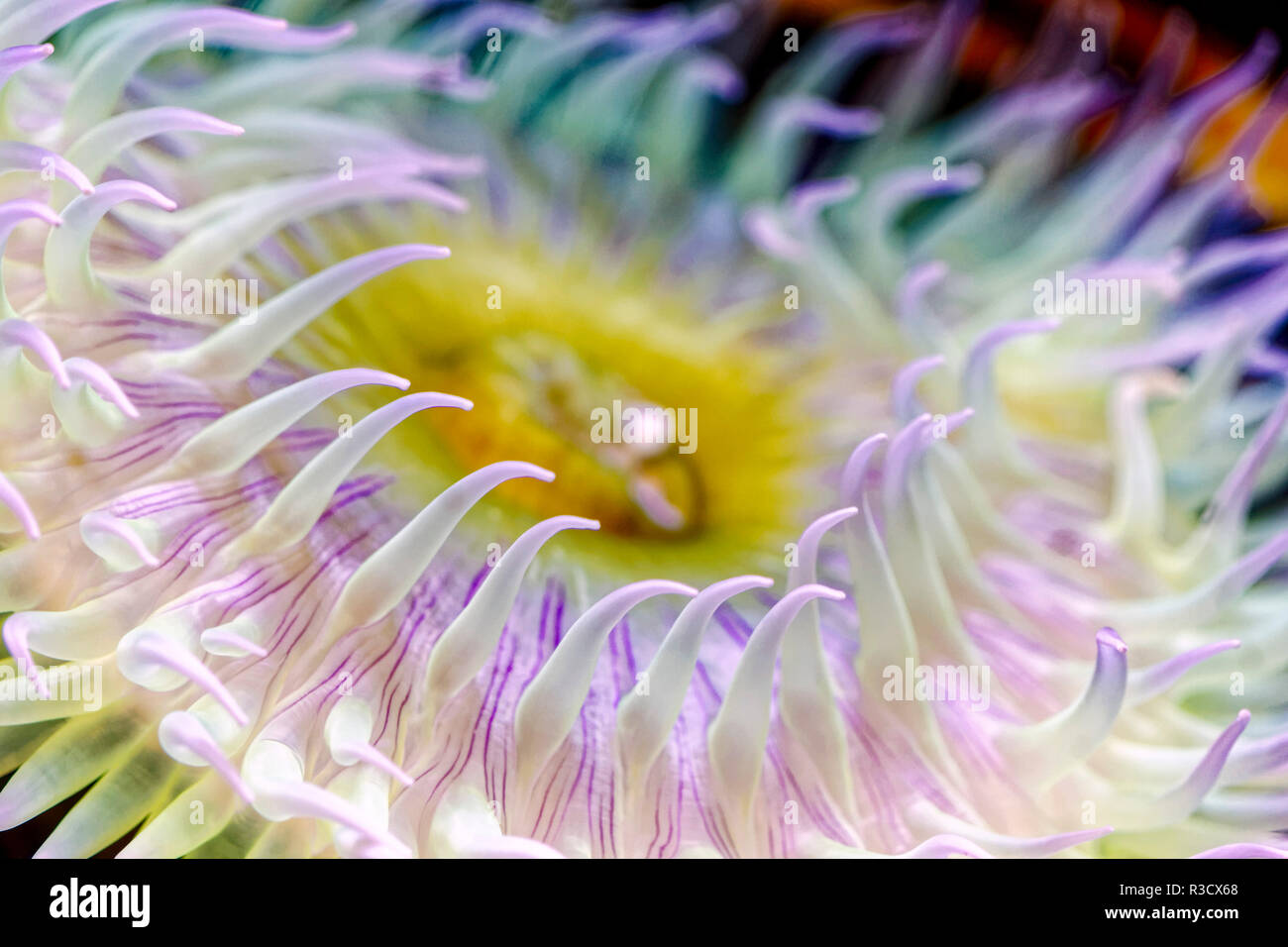 Tentacoli di anemone, Oregon Coast Aquarium, Newport, Oregon Foto Stock