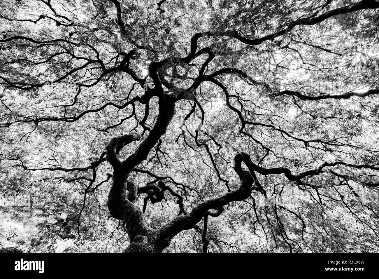 Famoso albero di acero dal Portland Giardino Giapponese, Washington Park a ovest colline di Portland in Oregon Foto Stock