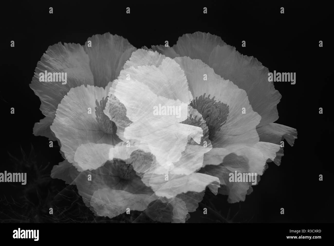 Esposizione multipla di bianco papavero coccolone, Argemone albiflora, Hill Country vicino Marble Falls, Texas Foto Stock