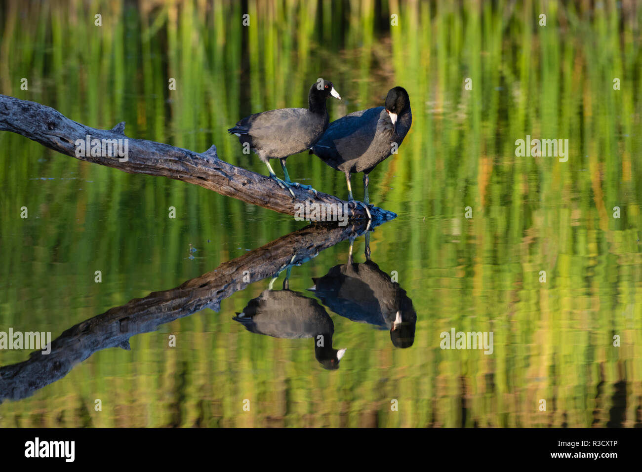 American folaga (fulica americana) in stagno. Foto Stock