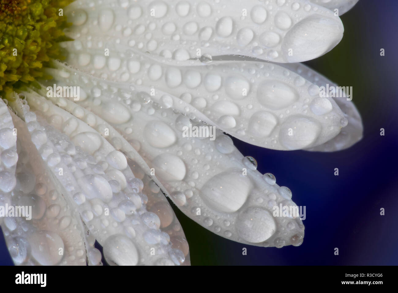 Gocce di rugiada su bianco pedali di Daisy bianca Foto Stock