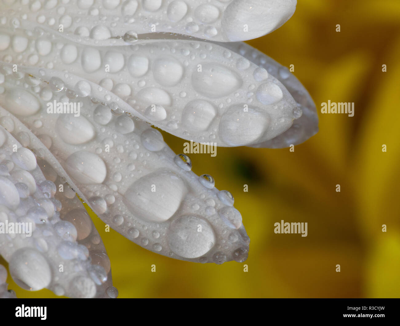 Gocce di rugiada su bianco pedali di Daisy bianca Foto Stock