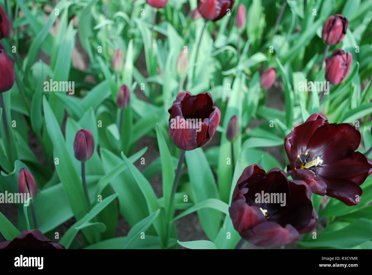 Tulip continentale (Trionfo Gruppo) coltivati in tutto il parco. Tempo di primavera nei Paesi Bassi. Foto Stock