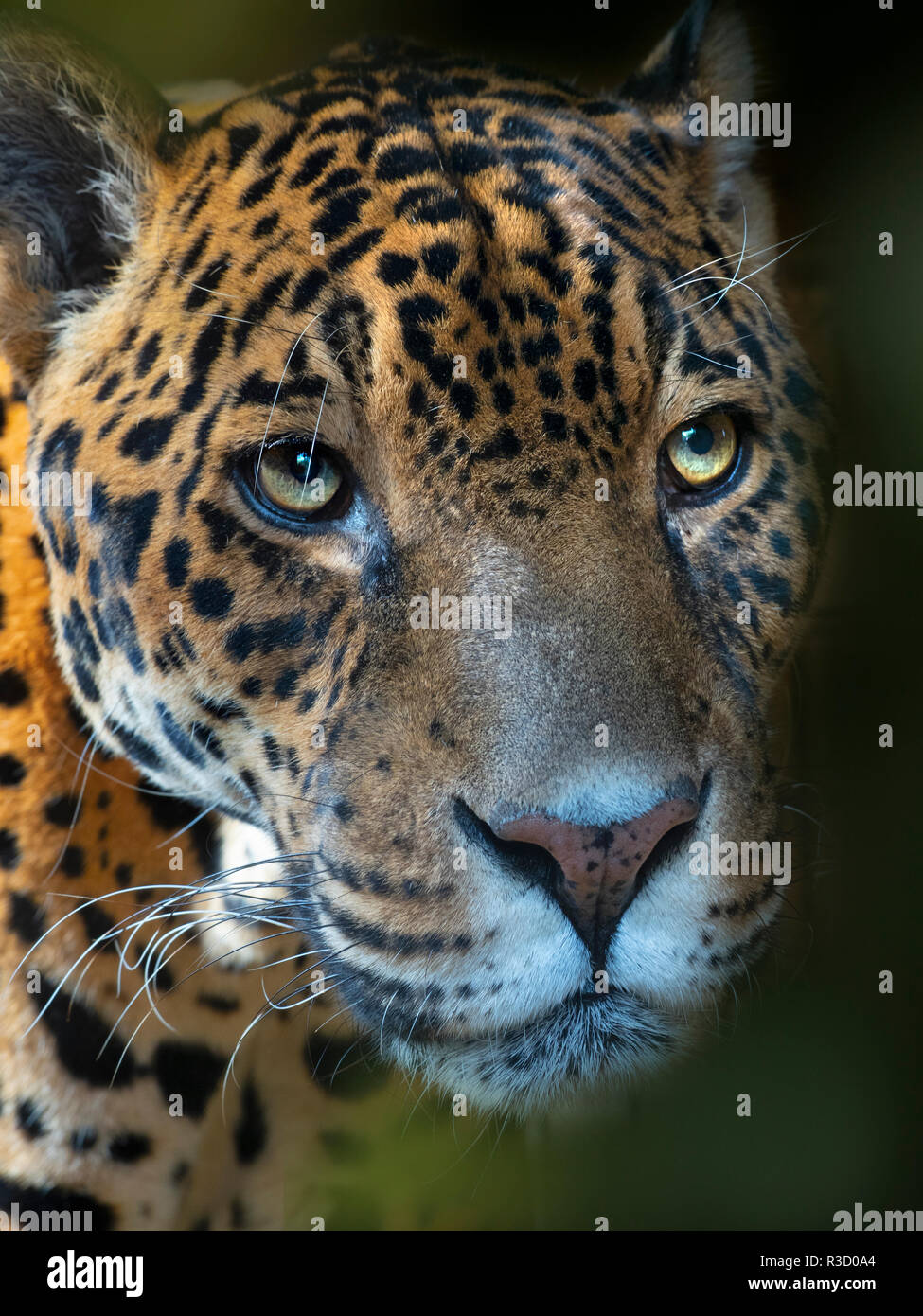 Ritratto di un maschio Jaguar Panthera onca Foto Stock