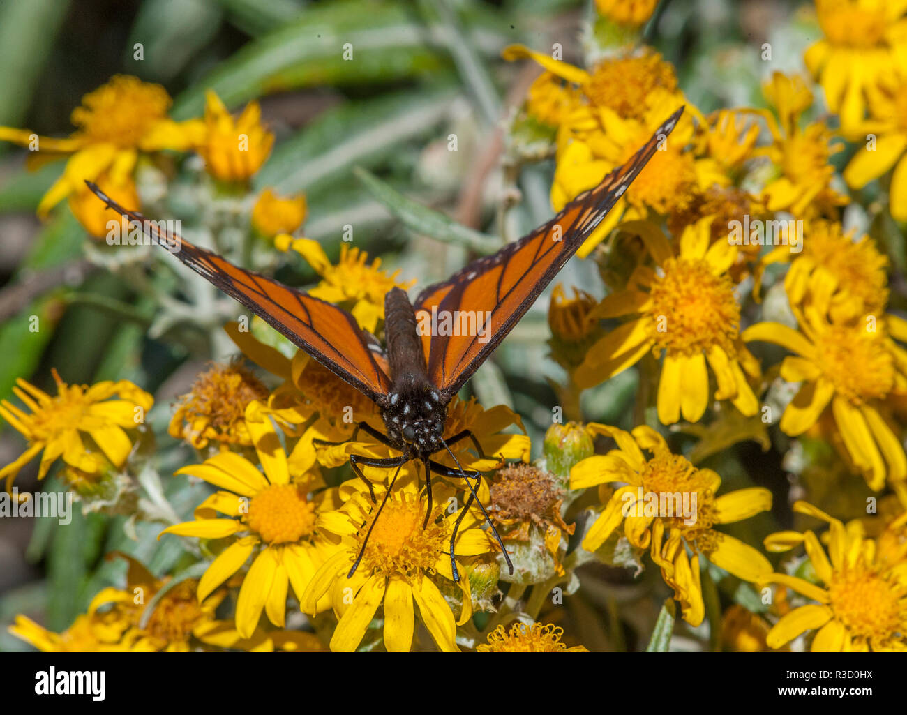 Farfalla sulla millefiori, El Rosario farfalla monarca Riserva, Messico Foto Stock