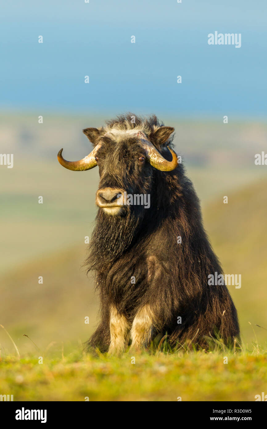 Stati Uniti d'America, Alaska, Nome. Muschio maschio ox salire sulla collina. Foto Stock