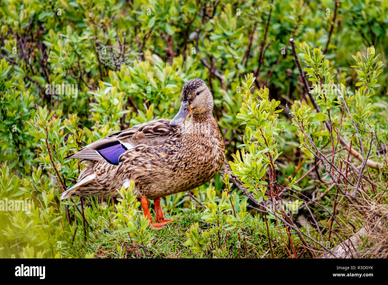 Stati Uniti d'America, in Alaska. Una femmina di Mallard duck si erge tra erba e cespugli di salici nella palude. Foto Stock