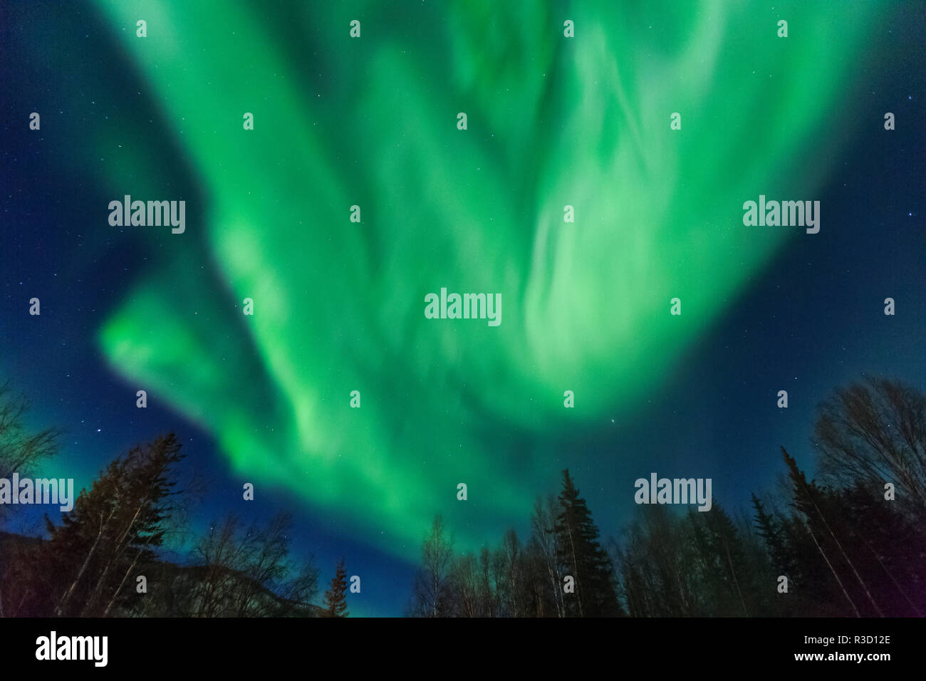 Aurora boreale, luci del nord, vicino a Fairbanks Alaska Foto Stock