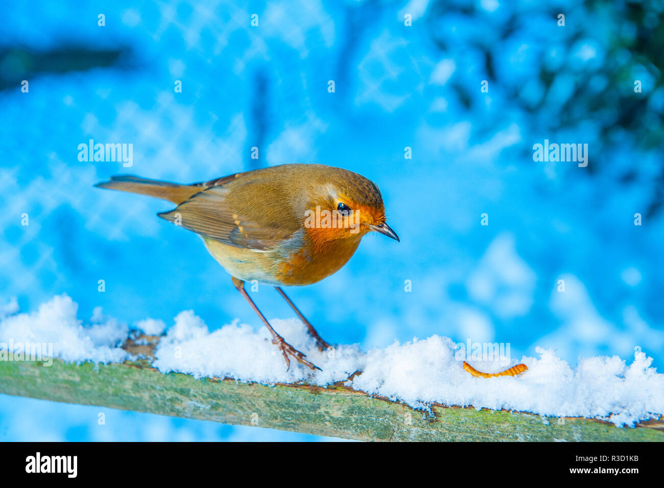 Robin alimentazione nella neve Foto Stock