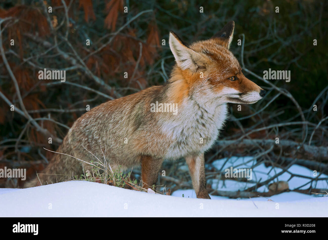 Fox nel paesaggio nevicato, parco naturale della Sierras de Cazorla Segura y Las Villas, Jaen provincia, regione dell'Andalusia, Spagna; Europa Foto Stock