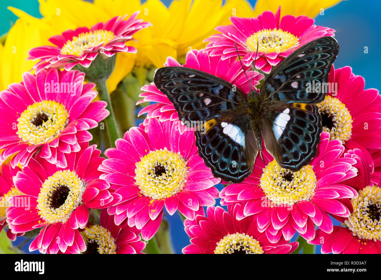 Moduza lymire lymire un sud-est asiatico sulle farfalle coloratissime Gerber margherite Foto Stock