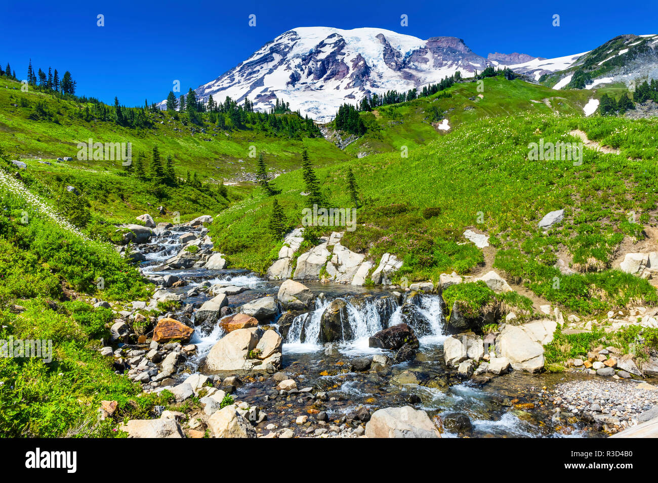 Bistort fiori selvatici, Edith Creek, il Monte Rainier, Paradise, il Parco Nazionale del Monte Rainier, WA, Stati Uniti d'America Foto Stock