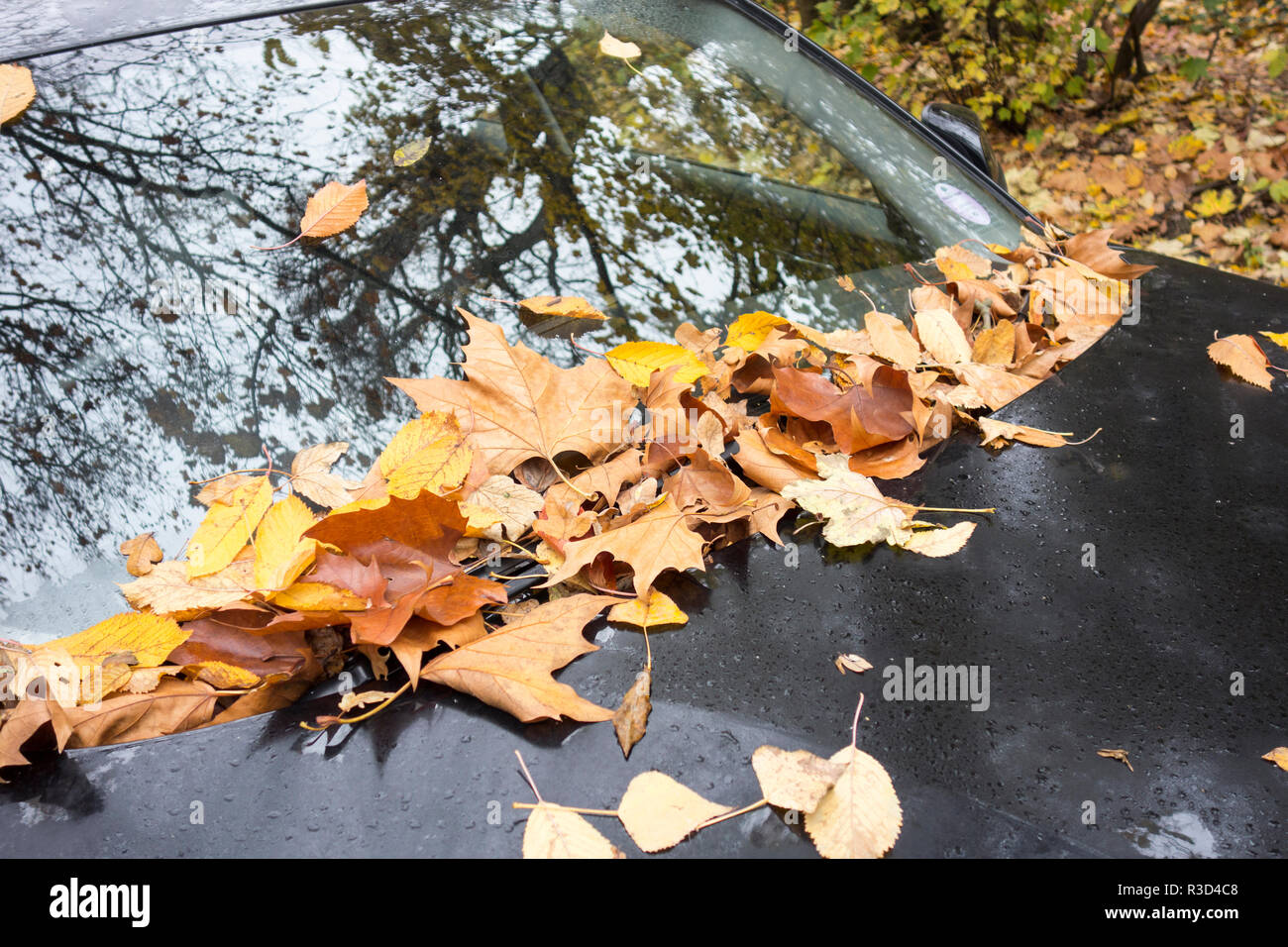 Foglie di autunno su una vettura del cofano e del parabrezza Foto Stock