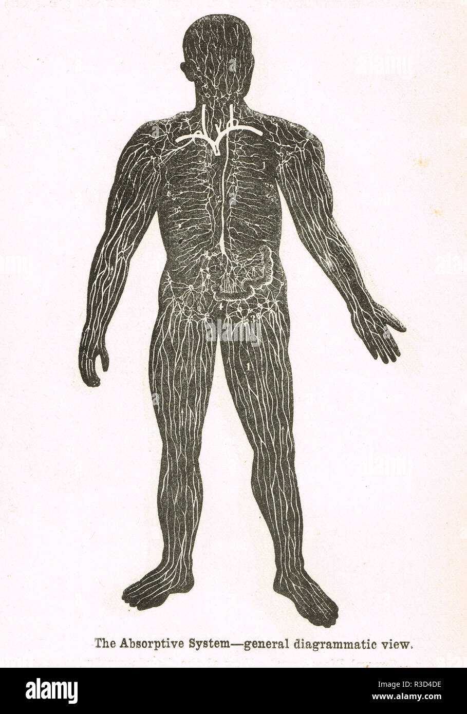 Sistema di assorbimento, corpo umano. Un xix secolo diagramma Foto Stock
